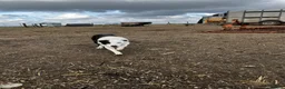 Border Collie dogs for sale: Border collie pups for sale  - Advert 6