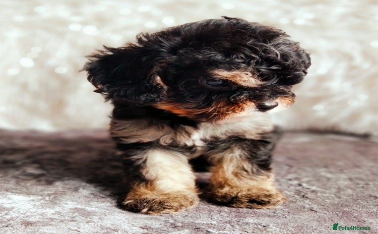 Cavapoo dogs - Advert 1