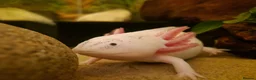 Axolotl reptiles for sale: Baby Leucistic Axolotls  in Guildford - Advert 6