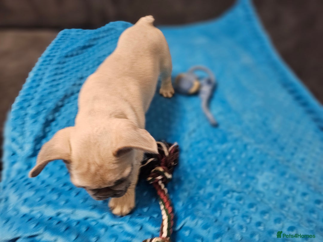 French Bulldog dogs for sale: French bulldog puppies  - Advert 40
