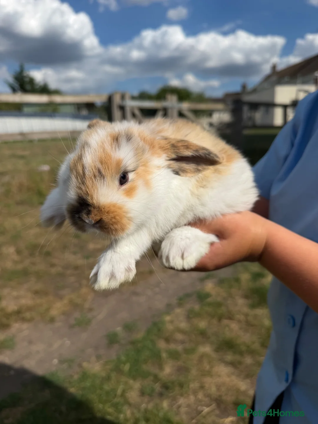 French Lop rabbits for sale: Large French lop babies  - Advert 3