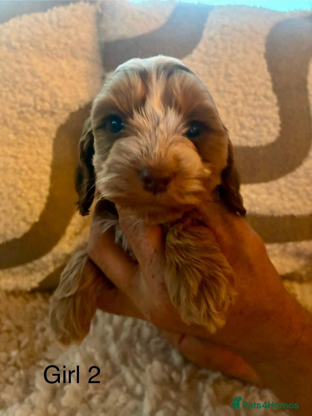 Cockapoo dogs for sale: 👑 Stunning F1 Cockapoo puppies👑 - Image 6