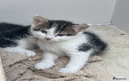 Mixed Breed cats for sale: British Shorthair Cross kittens  - Image 1