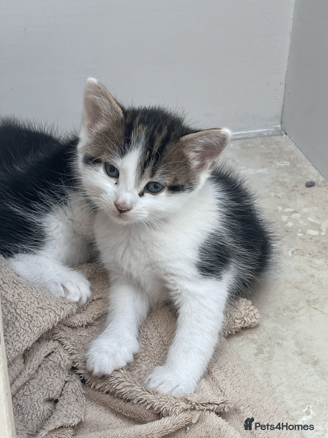 Mixed Breed cats for sale: British Shorthair Cross kittens  - Image 1