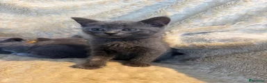 British Shorthair 12