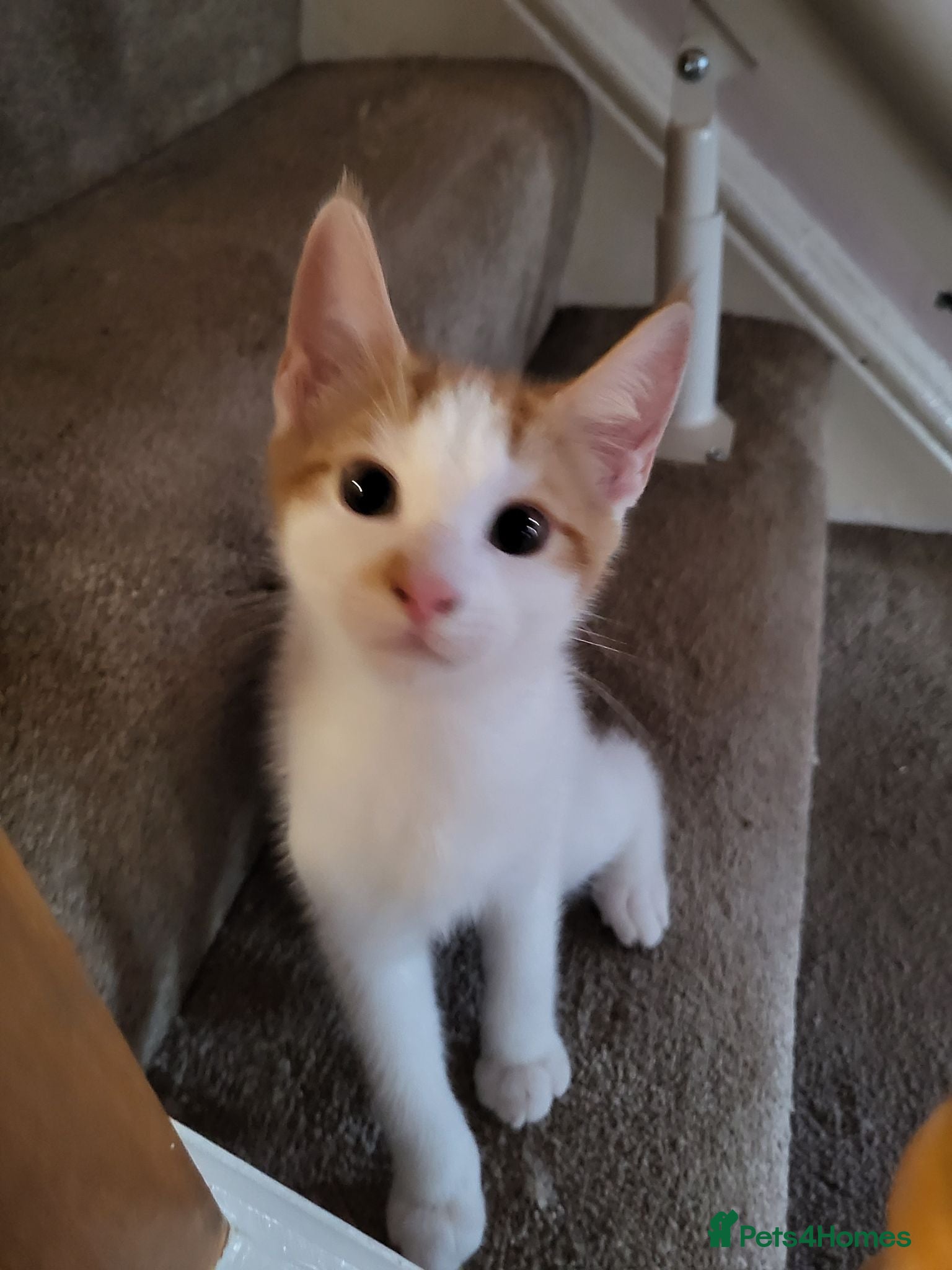 Mixed Breed cats Ginger & White Kitten - Advert 1