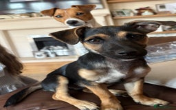 Jack Russell dogs for sale: Jack Russell Bitch - Image 1