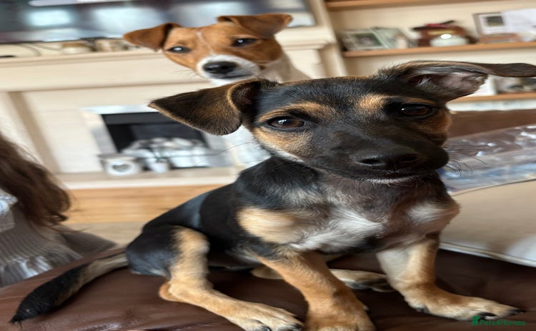 Jack Russell dogs - Advert 1