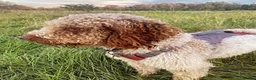 Lagotto Romagnolo dogs for sale: Lagotto KC Pedigree - Advert 3
