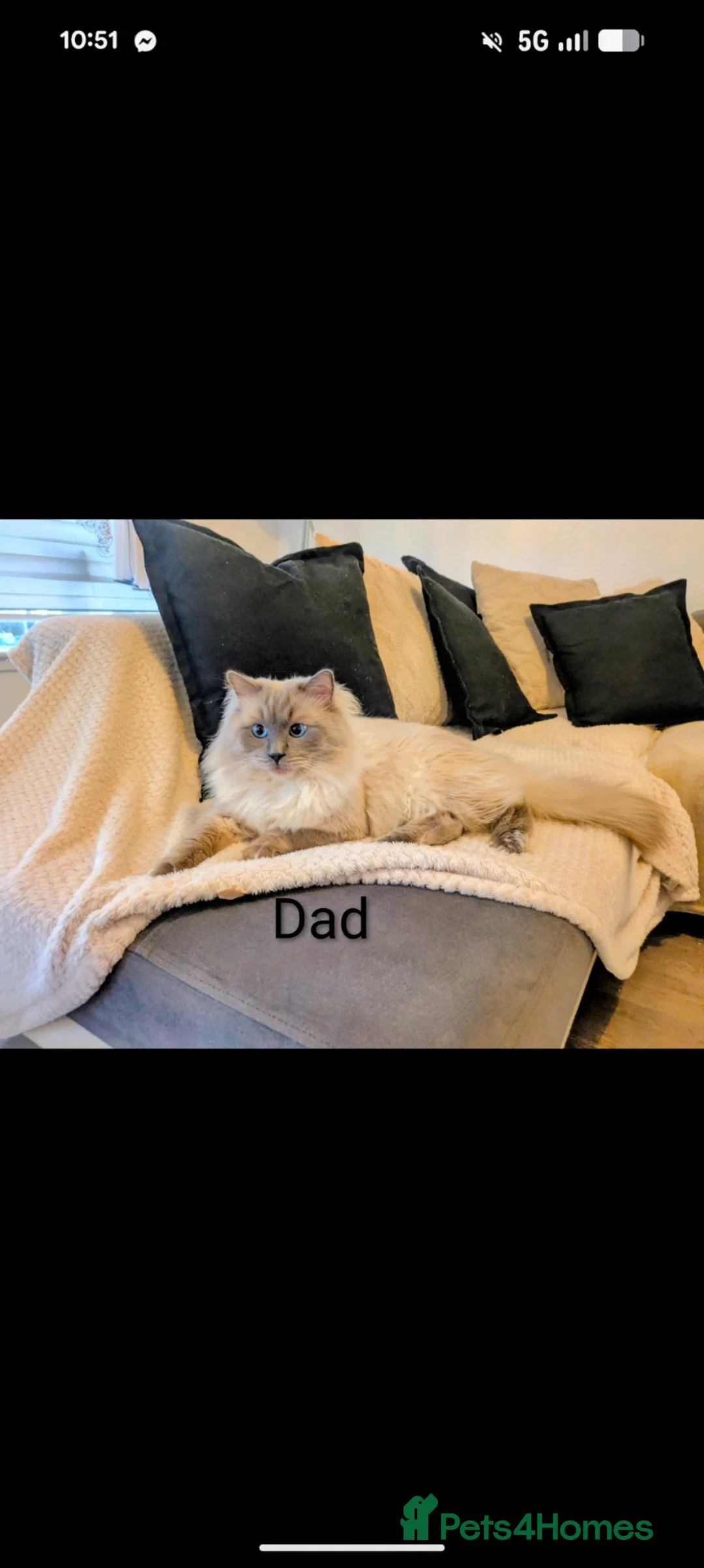 Ragdoll cats for sale: 4 beautiful Ragdoll Turkish Van kittens - Advert 12