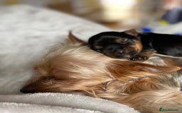 Yorkshire Terrier dogs for sale: Gorgeous Tiny Yorkshire terrier puppy  - Image 9