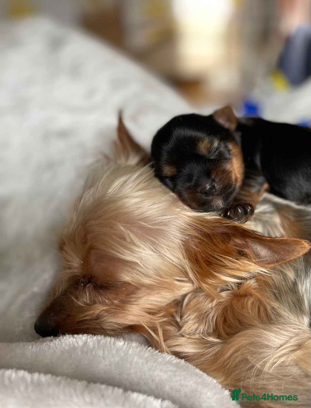 Yorkshire Terrier dogs for sale: Gorgeous Tiny Yorkshire terrier puppy  - Image 9