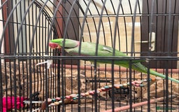 Parrots birds for sale: Pair Of Alexandrine Parrots - Image 9