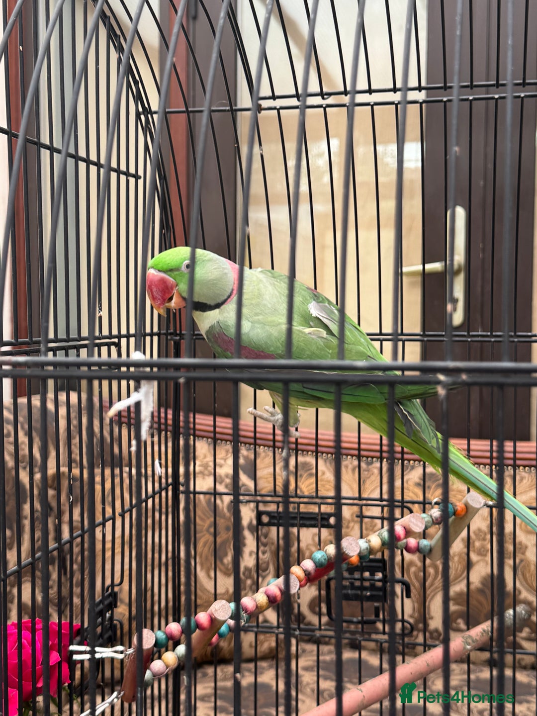 Parrots birds for sale: Pair Of Alexandrine Parrots - Image 9