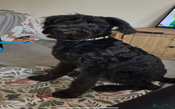 Labradoodle dogs for sale: Fin the labradoodle puppy (7months) - Image 3