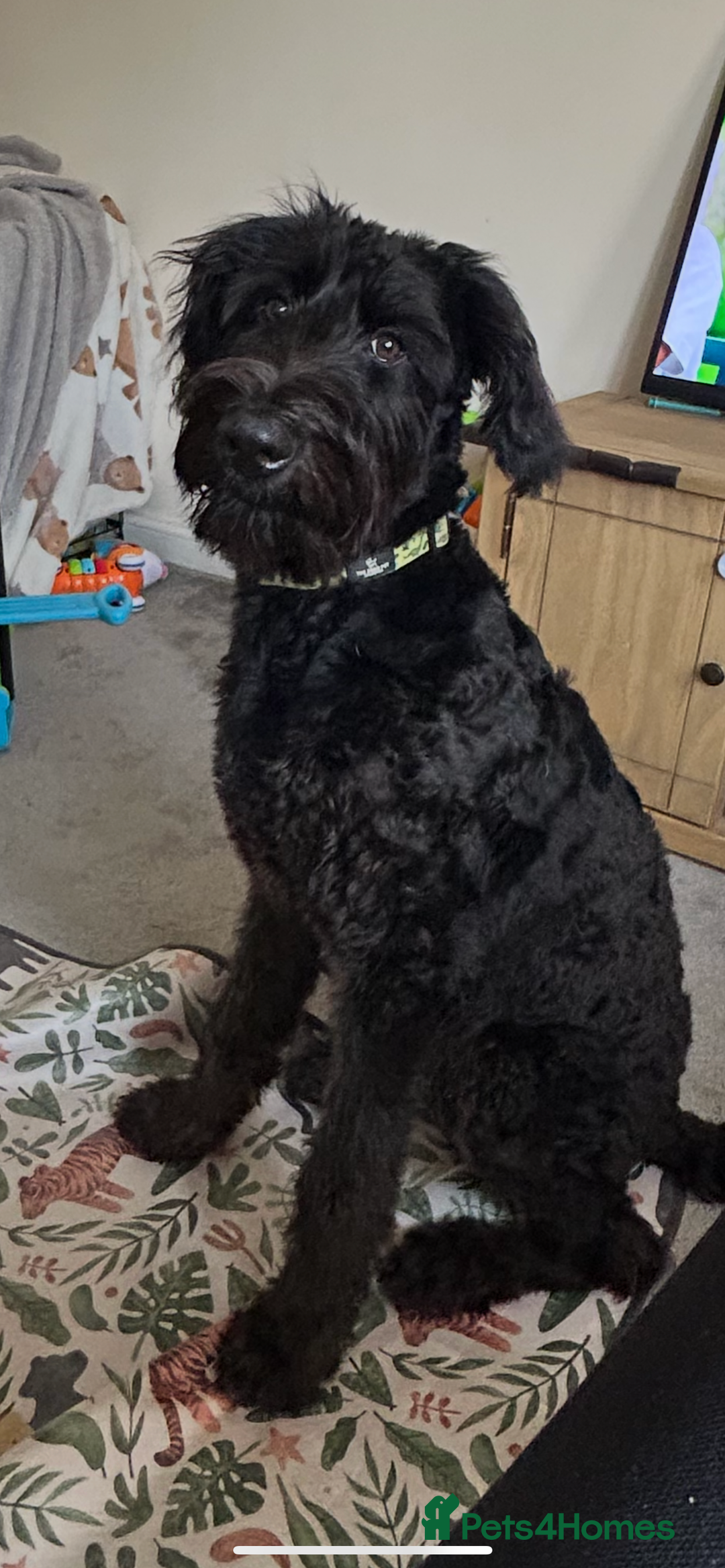 Labradoodle dogs for sale: Fin the labradoodle puppy (7months) - Image 3