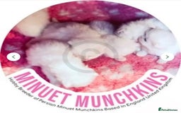 Munchkin cats for sale: White Persian Minuet munchkin blue & odd eyes - Image 6
