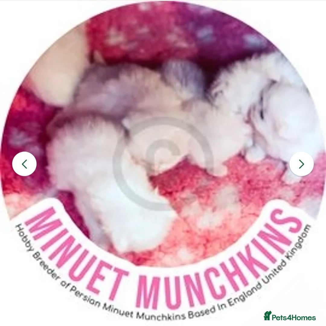 Munchkin cats for sale: White Persian Minuet munchkin blue & odd eyes - Image 6