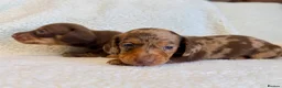 Miniature Dachshund dogs for sale: True miniature dachshunds - Advert 12