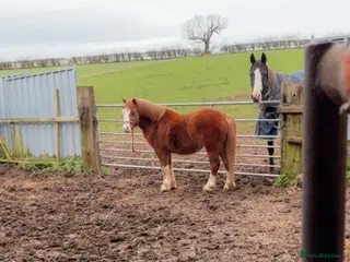 Irish Thoroughbred horses Approximately 11h chestnut colt Welsh cross pony - Advert 15