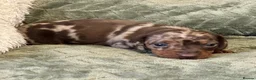 Miniature Dachshund dogs for sale: KC registered PRA clear miniature dachshunds - Advert 9