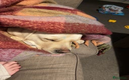 Labrador Retriever dogs for sale: Ava labrador - Image 3