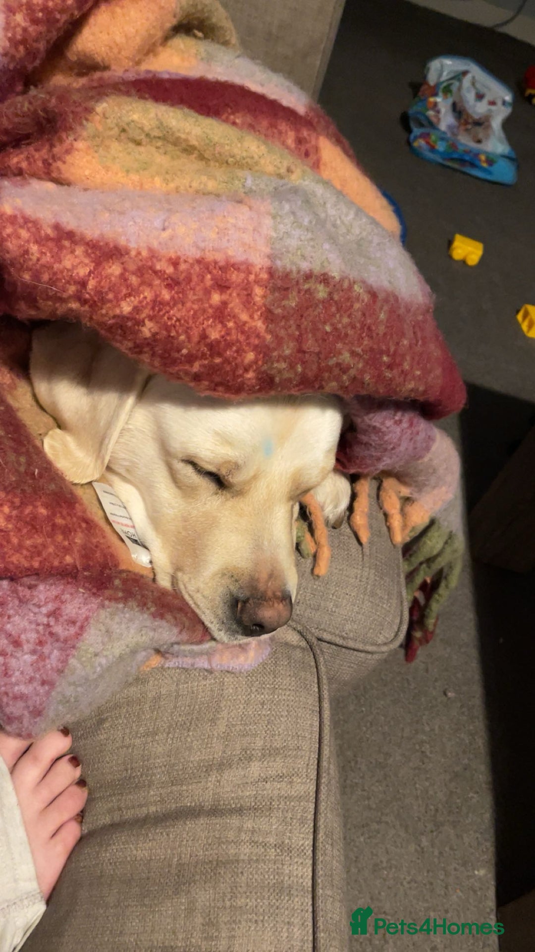 Labrador Retriever dogs for sale: Ava labrador - Image 3