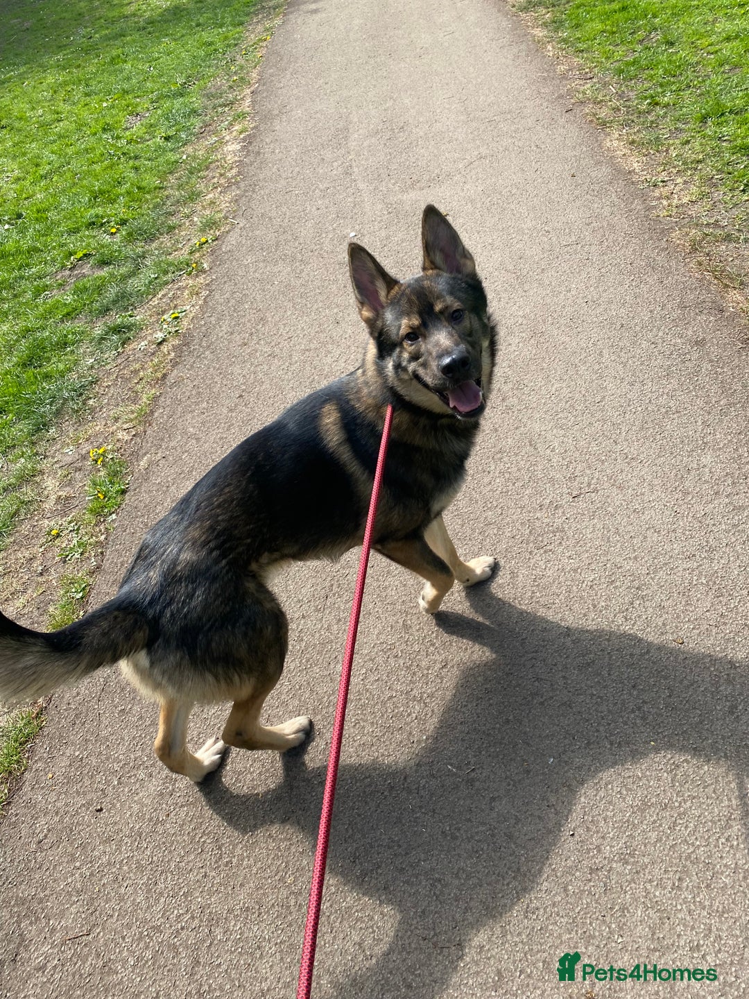 Mixed Breed dogs for sale: 3 year old German Shepard Akita mix male - Image 1