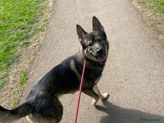 Mixed Breed dogs - Advert 26