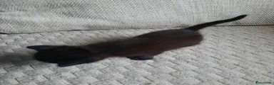 Domestic Shorthair 5
