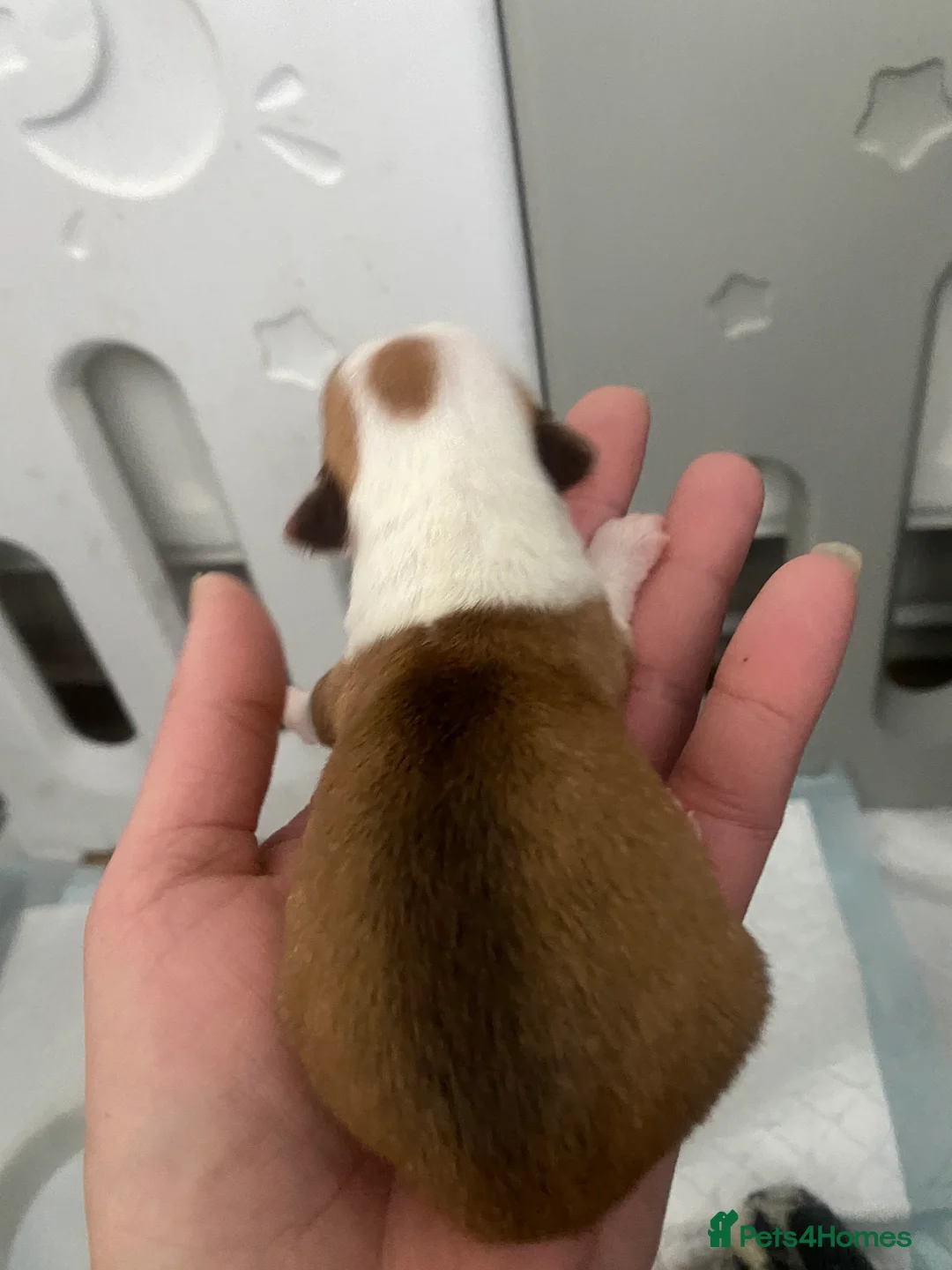 Jack Chi dogs for sale: 3/4 Chihuahua 1/4 Jack Russell puppies  - Advert 11