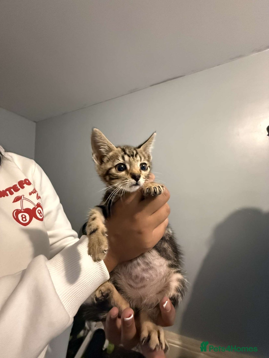 Ragdoll cats for sale: Ragdoll x bengal //// bengal x tabby - Image 17