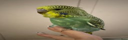 Budgerigars birds for sale: Hand reared cockatiels - Advert 2