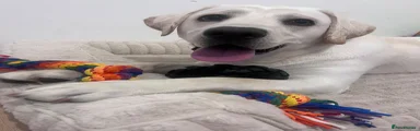 Labrador Retriever 1