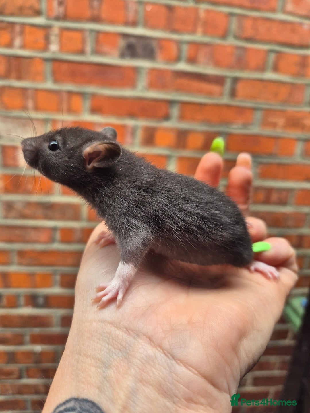 Rat rodents for sale:  top eared baby rats  - Image 7