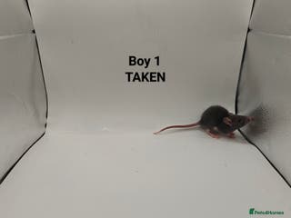 Rat rodents OCT: 32 Rats (2 Rats: 2 Boys Left) - Advert 12