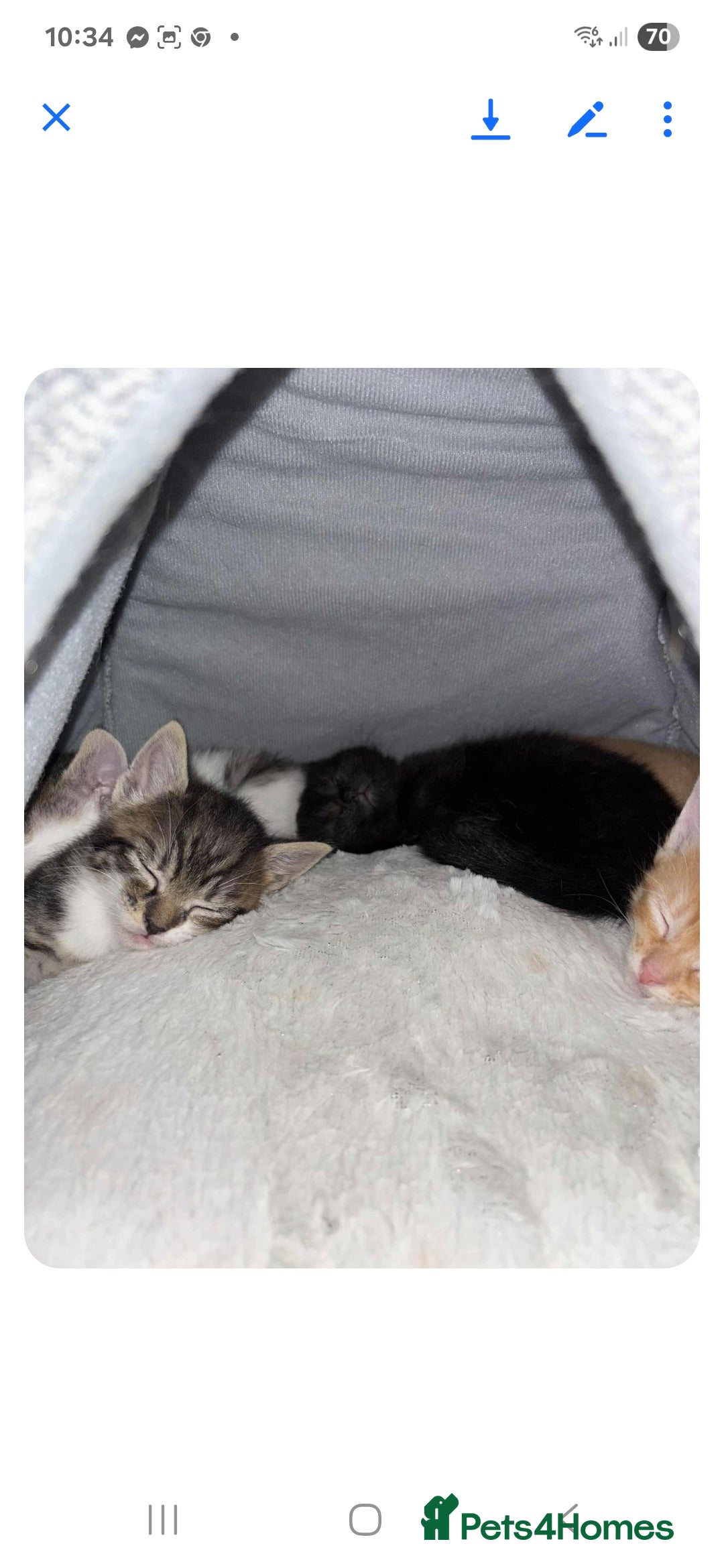 Mixed Breed cats for sale: 2 boys and 2 girls calico cats  - Image 2