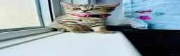 British Shorthair cats for sale: GCCF Registered British Shorthair Chocolate Tabby - Advert 4