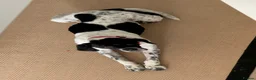 Pointer dogs for sale: Rufus: A Youthful 9-Year-Old English Pointer  - Advert 5