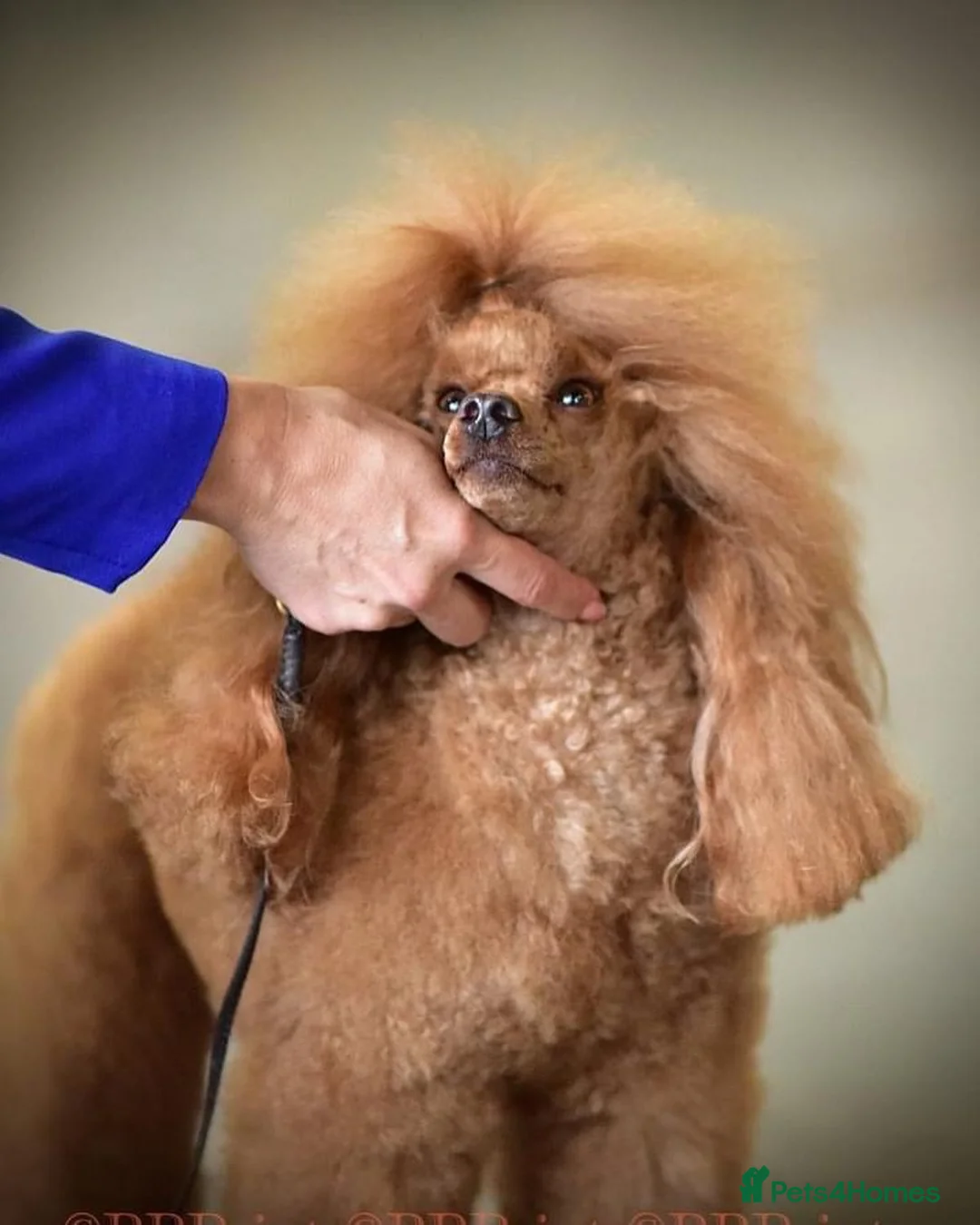 Miniature Poodle dogs for sale: Beautiful miniature poodle boy in Kettering - Advert 5