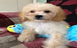 Shihpoo dogs for sale: shihpoo puppies for sale  - Image 17