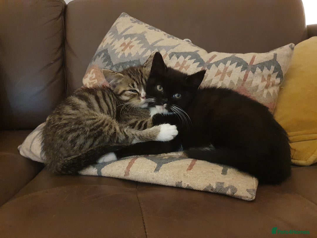 British Shorthair cats for sale: Cute black and white male kitten half BSH/tabby - Image 1