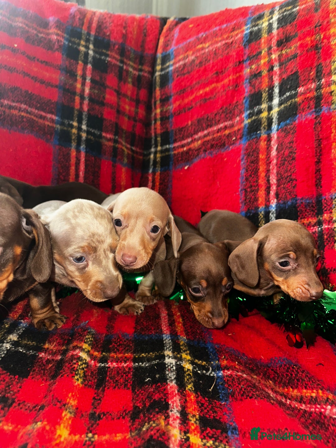 Dachshund dogs for sale: 7 beautiful dashound puppys - Advert 7