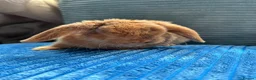 Mini Lop rabbits for sale: 🦋Pure Breed Mini plush lop 🦋 in Halstead - Advert 36