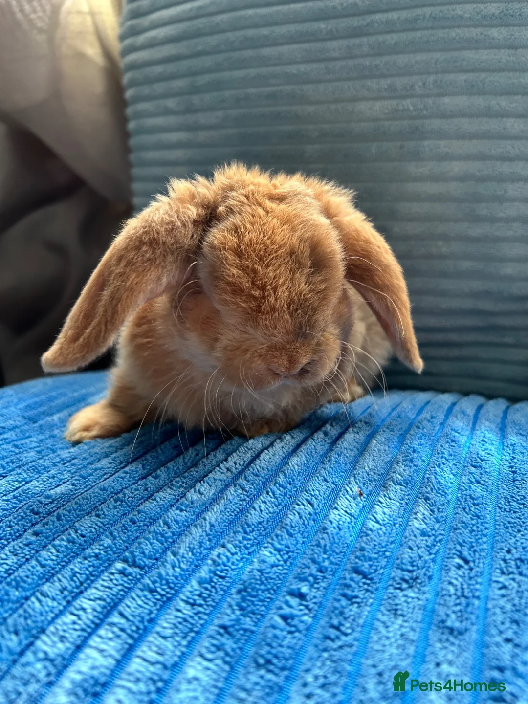 Mini Lop rabbits for sale: 🦋Pure Breed Mini plush lop 🦋 in Halstead - Advert 36