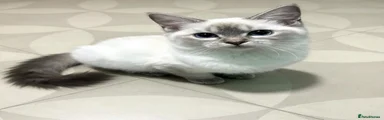 Ragdoll 1