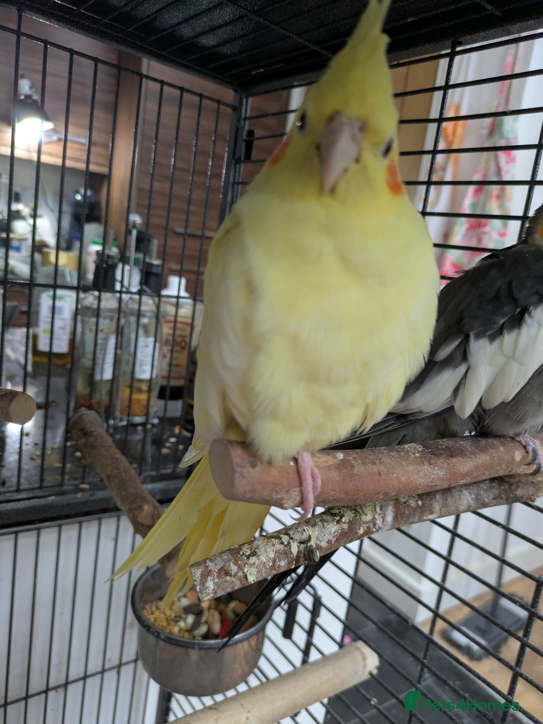 Cockatiels birds for sale: Bonded pair of cockatiels  - Advert 8