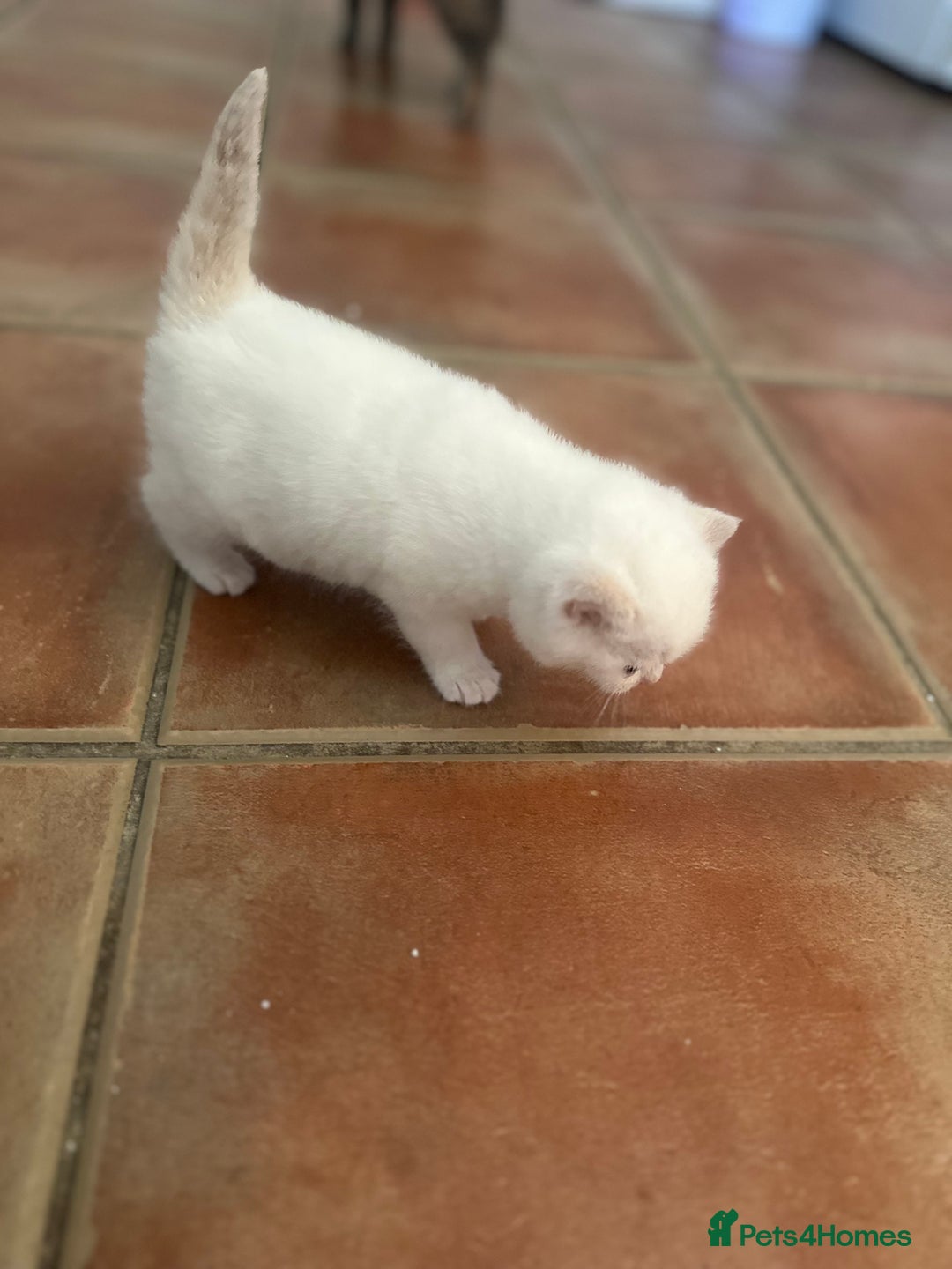British Shorthair cats for sale: Female pure bred British short hair - Advert 12