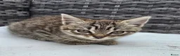 European cats for sale: Playful kittens  - Advert 17