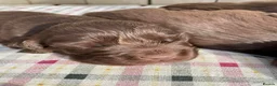 Sussex Spaniel dogs for sale: rimetime Sussex Spaniels Puppies Ready. in Peterhead - Advert 8